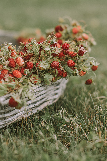 Food, Strawberry, Grass, Berries, Basket, Ripe, Wild Strawberries HD phone wallpaper