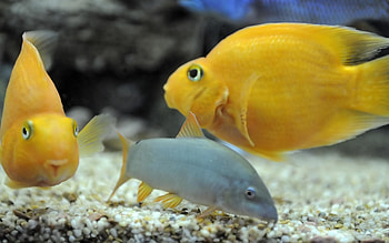 Animals, Fishes, Underwater World, To Swim, Swim HD wallpaper