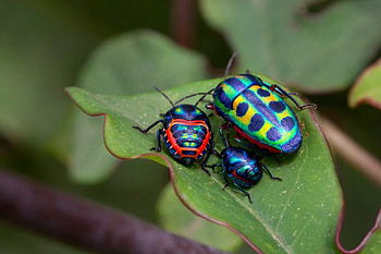 Three generation, colored, leaves, bugs, leaf, three, generation HD wallpaper