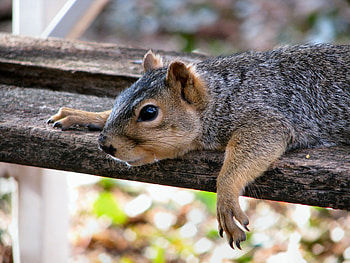 Animals, Squirrel, To Lie Down, Lie, Relaxation, Rest, Animal HD wallpaper