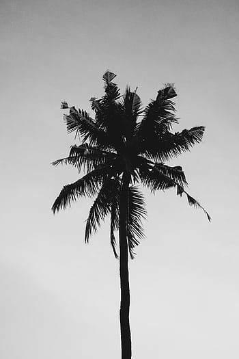 Monochrome silhouette of a tall palm tree against the sky. HD phone wallpaper