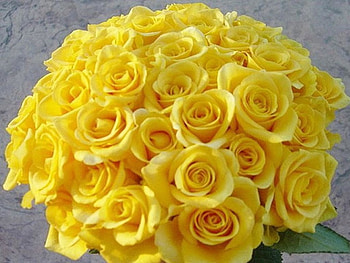 Y E L L O W, roses, yellow, bright, flowers, cheery HD wallpaper