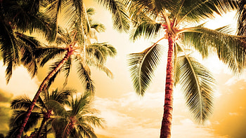 Palm Tree, palm tree , Tropical paradise, Nature's wonders HD wallpaper
