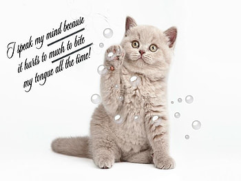 Attitude, quote, cat, white, paw HD wallpaper