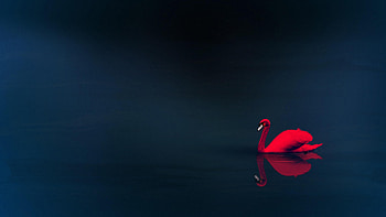 Swan , swan, birds HD wallpaper