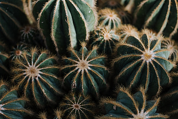 Cactuses, Flowers, Needle, Plant, Cactus, Indoor Plant, Houseplant HD wallpaper