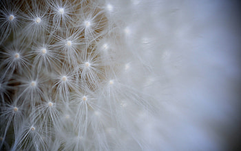 Flower, Macro, Light, Light Coloured, Dandelion, Seeds, Seed HD wallpaper