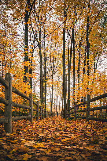 Nature, Autumn, Miscellanea, Miscellaneous, Fence, Human, Person, Loneliness HD phone wallpaper