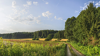 Summer, grass, nature, path HD wallpaper