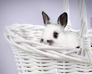 Cute white Bunny, Animals, White, Nature, Adorable HD wallpaper