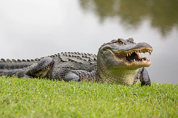 Giant reptile, Florida discovery, Unusual encounter, Newsworthy event HD wallpaper