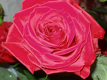 Plants, Flowers, Roses HD wallpaper