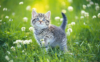 Cute kitten , Adorable backgrounds, sweetness, Endearing feline charm HD wallpaper