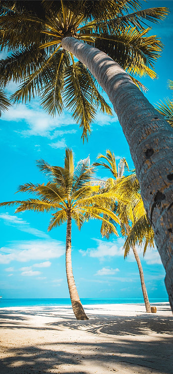 Hawaii palms, Tropical paradise, Island vibes, Exotic getaway HD phone wallpaper
