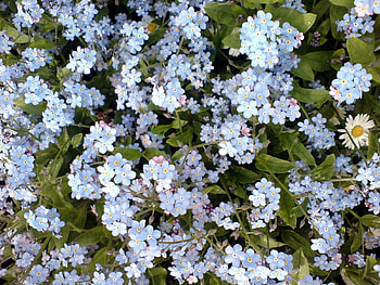 Plants, Flowers, Background HD wallpaper