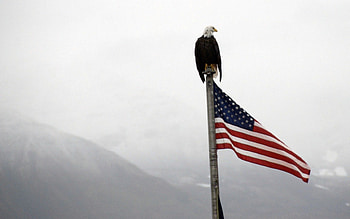 Bald Eagle on Flag Pole, US, United States, alaska, flag, usa, american, fog, mountains, bald eagle HD wallpaper