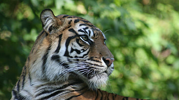 tiger, leaf, cat, feline HD wallpaper