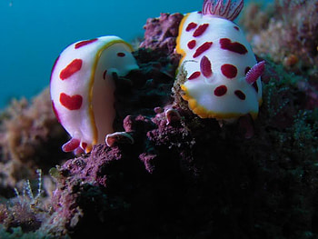 Old Man's Hat, sealife, coral, bottom, ocean HD wallpaper