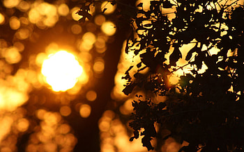 Nature, Leaves, Sun, Darkness, Disk HD wallpaper