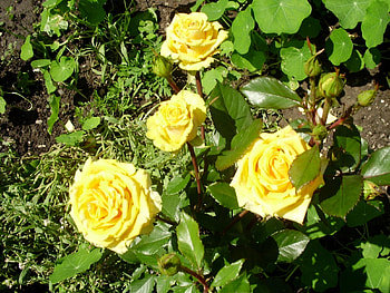 Plants, Flowers, Roses HD wallpaper