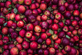 Food, Pink, Apples, Ripe, Harvest HD wallpaper