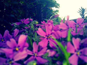 Flowers ~ ❀ ~ ✿ ~, sunshine, pink, green, nature, flowers HD wallpaper