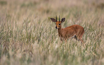 Animals, Grass, Field, Deer, Small HD wallpaper