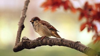 Animals, Leaves, Bird, Wood, Tree, Sparrow, Branch HD wallpaper