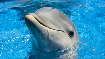 Common bottlenose, Dolphins HD wallpaper