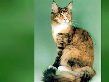 Cat on green, animal, kitten, cat, green HD wallpaper