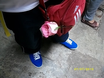 Mash3an pink flower, blue, rose, pink, flower HD wallpaper