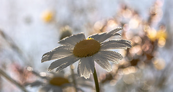 White daisy, drops, blur HD wallpaper