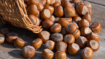 Hazelnut magic, Nutty spill, Rustic charm, Culinary inspiration HD wallpaper