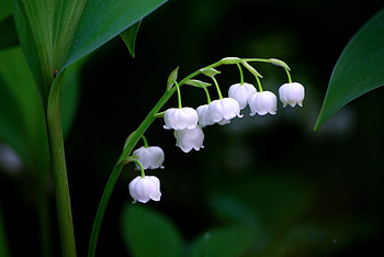 Bellflowers, white, blur, spring HD wallpaper