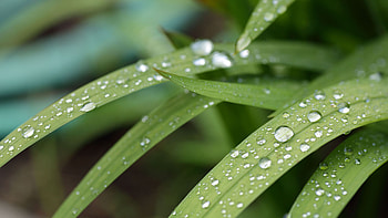 Green Curve Leaves With Water Drops In Blur Background graphy HD wallpaper