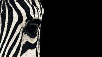 Eye, Zebras HD wallpaper
