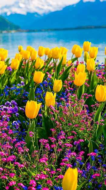 Springs Flowers, Yellow Color HD phone wallpaper