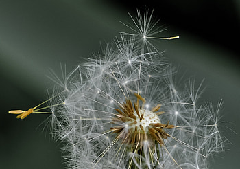 Flower, Macro, Dandelion, Fluff, Fuzz HD wallpaper