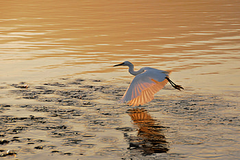 Heavenly Flight, flight, egret, water, sunset HD wallpaper