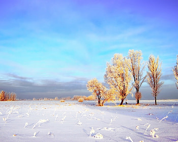 Pretty scenery, blue, pastel, winter, white, landscape, cold, soft, field, easy, snow, trees, nature, sky HD wallpaper