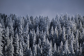 Winter, Nature, Trees, Snow, Forest, Ate HD wallpaper