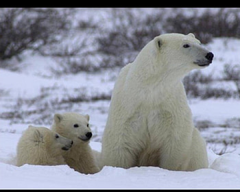 polar bear and cubs, fur, bears, white, mother, babies, polar HD wallpaper