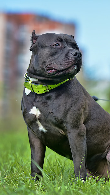 American Bully, United State, Dog HD phone wallpaper
