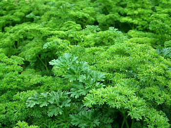 Parsley herb, Green and healthy, Herb produce, Leafy vegetables HD wallpaper