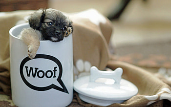 Animals, Cup, Playful, Puppy, Small HD wallpaper