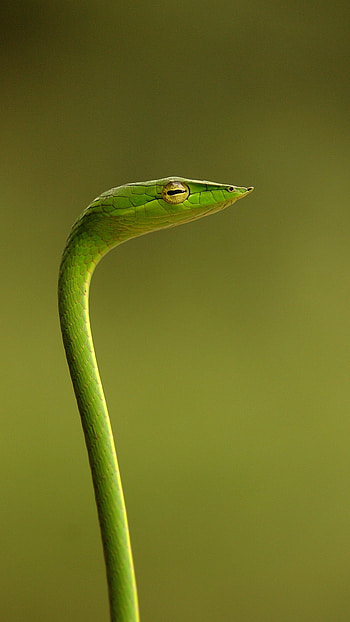 Snake, Monster Green Snake HD phone wallpaper