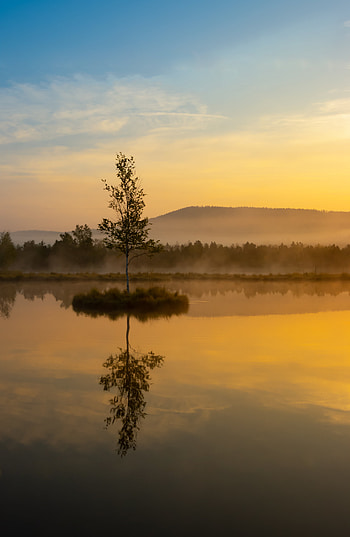 Nature, Reflection, Wood, Tree, Fog, Hill HD phone wallpaper