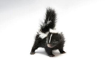 Skunk, animal, white, black, baby, cute, joel sartore HD wallpaper
