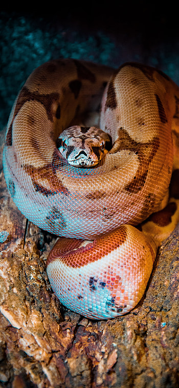 Snake , 11 Pro Max, Snake pattern HD phone wallpaper