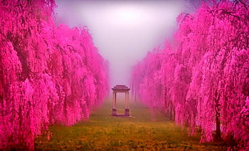 Pink garden, pink, trees, garden, colors HD wallpaper